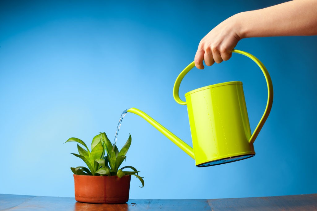 hand watering a plant with watering can